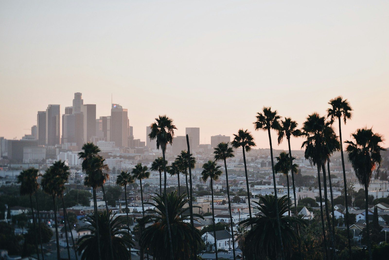 Palm trees with the downtown Los Angeles skyline behind