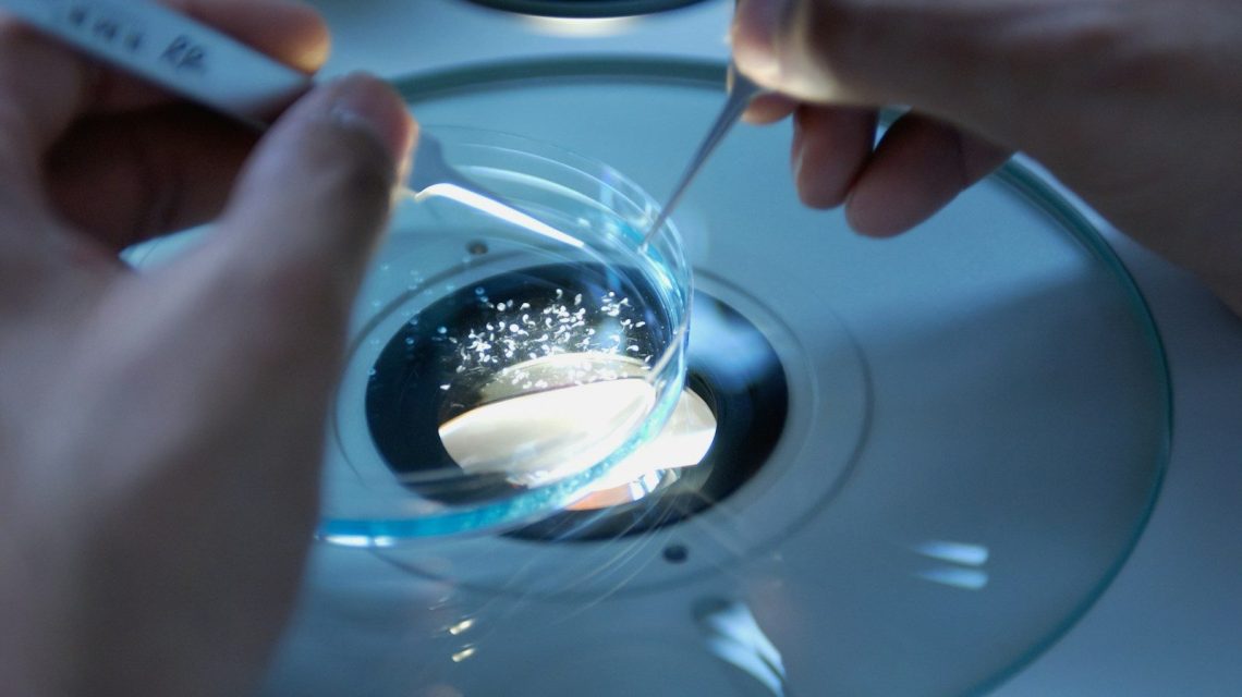 Hands using tweezers to manipulate small white particles in a glass petri dish