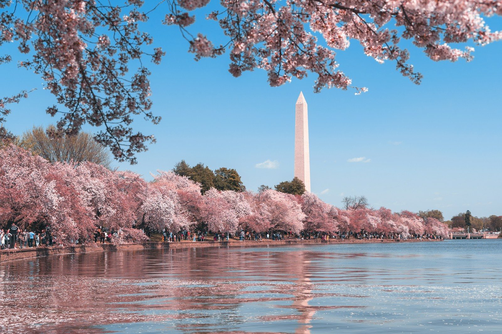 Washington Monument framed by cherry blossoms along the Tidal Basin
